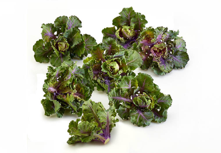 Flower Sprouts / kalettes - bestellen bij Groentebroer