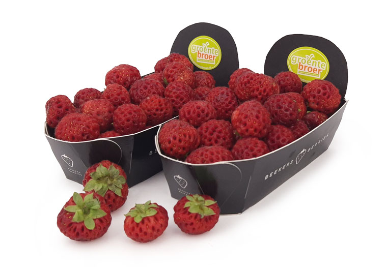 Strasberries Online Kopen bij de Fruitspecialist
