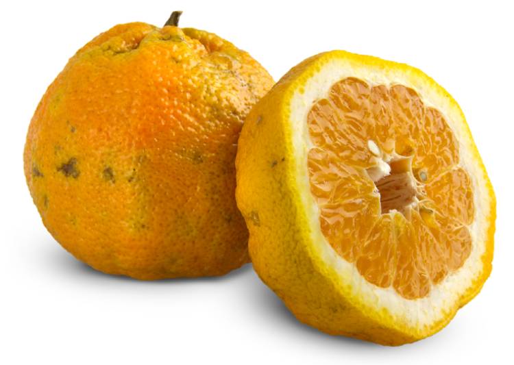 Ugli Online Kopen bij de Fruitspecialist