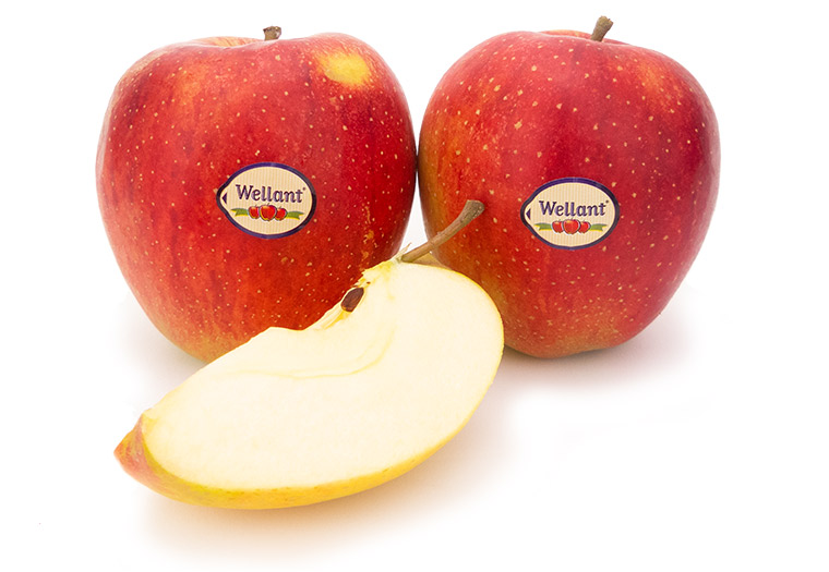 Koop Hollandse Wellant appels bij de Specialist